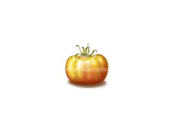 Garden Tomato